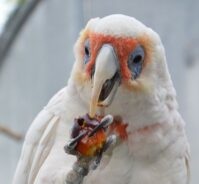 https://test.papageienschutz.org/wp-content/uploads/2026/05/Nasi_Kakadus_klein_199x300.jpg