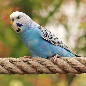 https://test.papageienschutz.org/wp-content/uploads/2026/05/budgie_blue.jpg