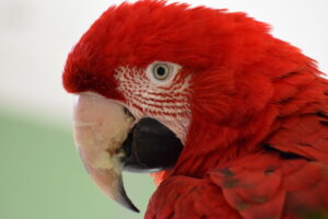 Elvis, ein roter Ara. Kopf von der Seite.