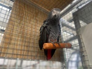 Rico in einer Voliere auf einem Ast sitzend.