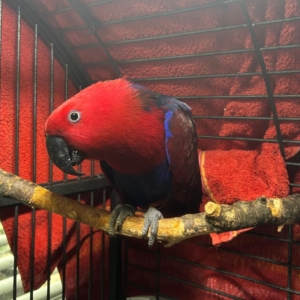 Roter Edelpapagei auf einem Ast
