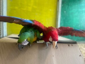 Zwei Aras, ein roter und ein grün-gelber, spielen.